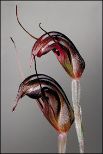 Pterostylis Taurus - Photo: Mark Clements  